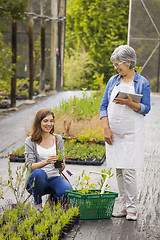 Image showing Worker and customer in a green house