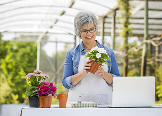 Image showing Working in a green house