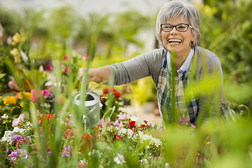 Image showing Mature woman watering flowers