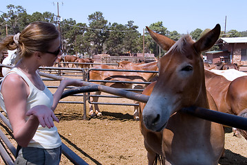 Image showing Talking to a mule