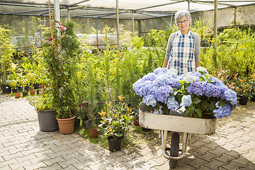 Image showing A day in a green house