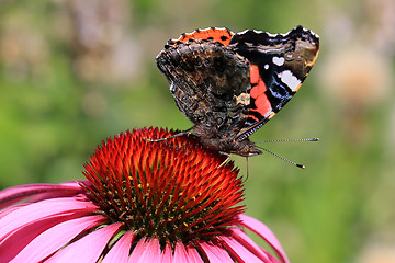 Image showing Red Admiral Butterfly Feeding on Coneflower