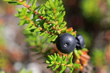 Image showing Black Crowberry, Empetrum nigrum