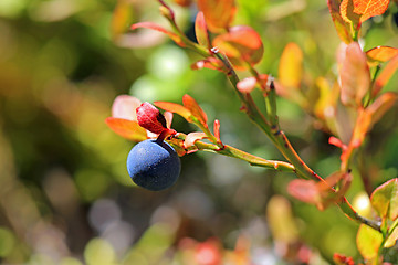 Image showing Single Bilberry or Vaccinium myrtillus