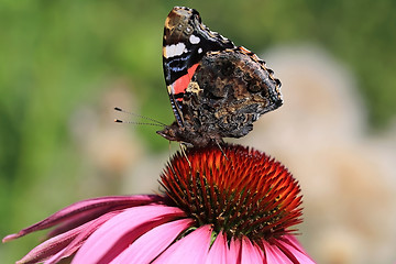 Image showing Red Admiral Butterfly Feeding on Coneflower