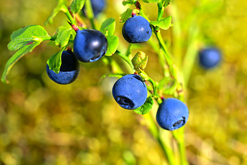 Image showing Vaccinium myrtillus, Bilberry