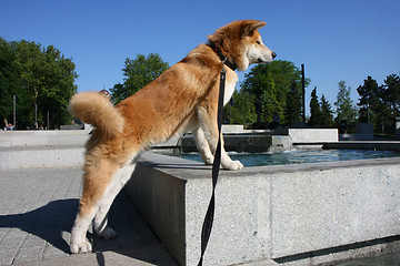 Image showing Akita Inu