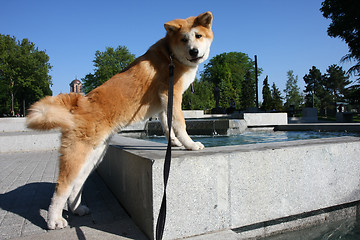 Image showing Akita Inu