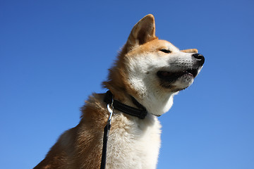Image showing Akita and sky