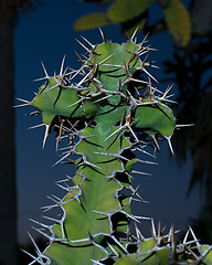 Image showing Cross shaped cactus