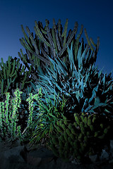 Image showing Cactus variety