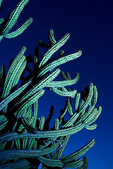 Image showing Large organ pipe cactus