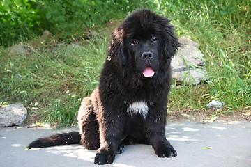 Image showing  Newfoundland dog