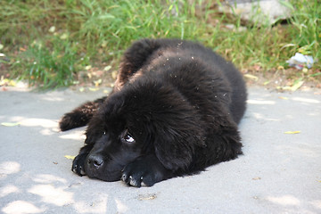 Image showing  Newfoundland dog