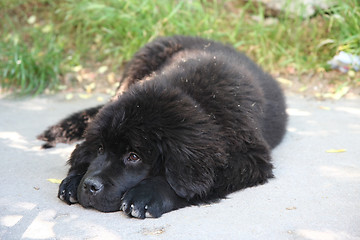 Image showing Newfoundland dog