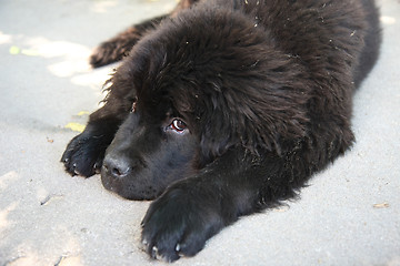 Image showing Newfoundland dog