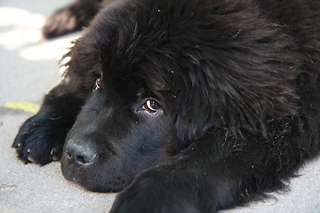 Image showing Newfoundland dog