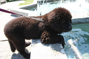 Image showing Newfoundland dog