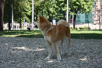 Image showing Akita Inu