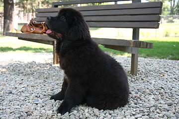 Image showing Newfoundland dog