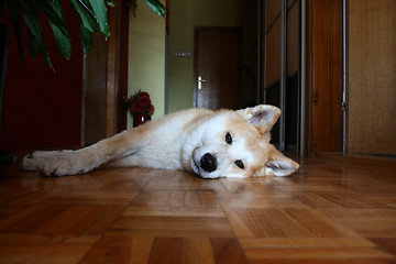 Image showing Akita Inu