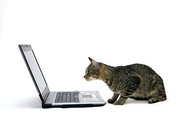 Image showing Cat and laptop