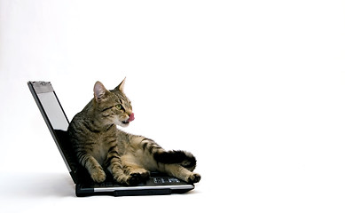 Image showing Cat and laptop