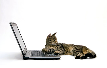 Image showing Cat and laptop