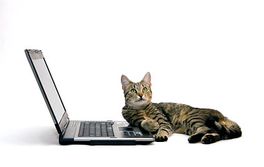 Image showing Cat and laptop