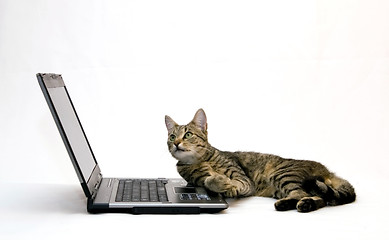 Image showing Cat and laptop