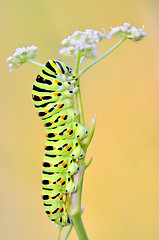 Image showing Papilio machaon caterpillar