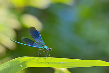 Image showing dragonfly in forest