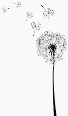 Image showing dandelions silhouettes in the wind