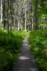 Image showing Skuleskogen National Park, Hoega Kusten, Sweden