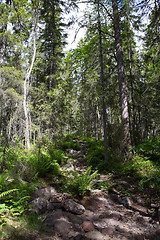 Image showing Skuleskogen National Park, Hoega Kusten, Sweden