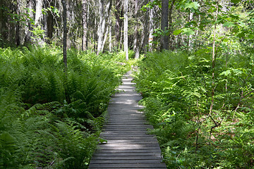 Image showing Skuleskogen National Park, Hoega Kusten, Sweden