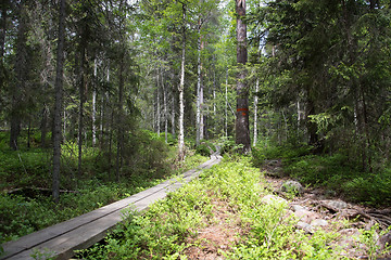 Image showing Skuleskogen National Park, Hoega Kusten, Sweden