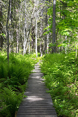 Image showing Skuleskogen National Park, Hoega Kusten, Sweden