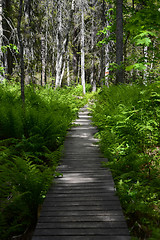 Image showing Skuleskogen National Park, Hoega Kusten, Sweden