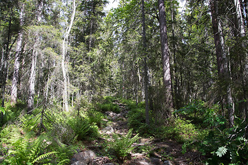 Image showing Skuleskogen National Park, Hoega Kusten, Sweden