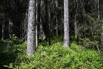 Image showing Skuleskogen National Park, Hoega Kusten, Sweden