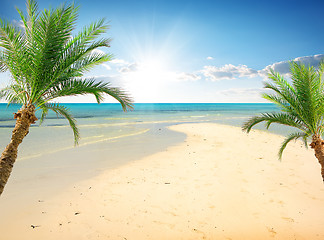 Image showing Palms on the beach