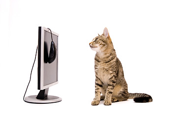 Image showing Cat and monitor