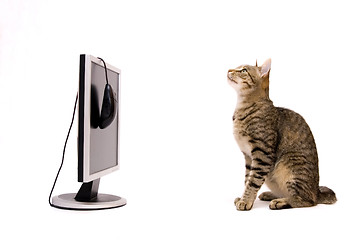 Image showing Cat and monitor