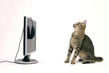 Image showing Cat and monitor