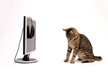 Image showing Cat and monitor