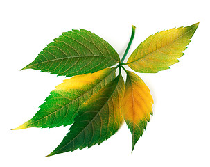 Image showing Multicolor grapes leaf (Parthenocissus quinquefolia foliage)