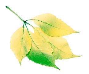 Image showing Multicolor grapes leaf, Parthenocissus quinquefolia foliage