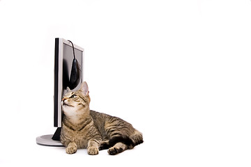 Image showing Cat and monitor