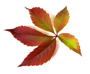 Image showing Autumnal multicolor grapes leaf 